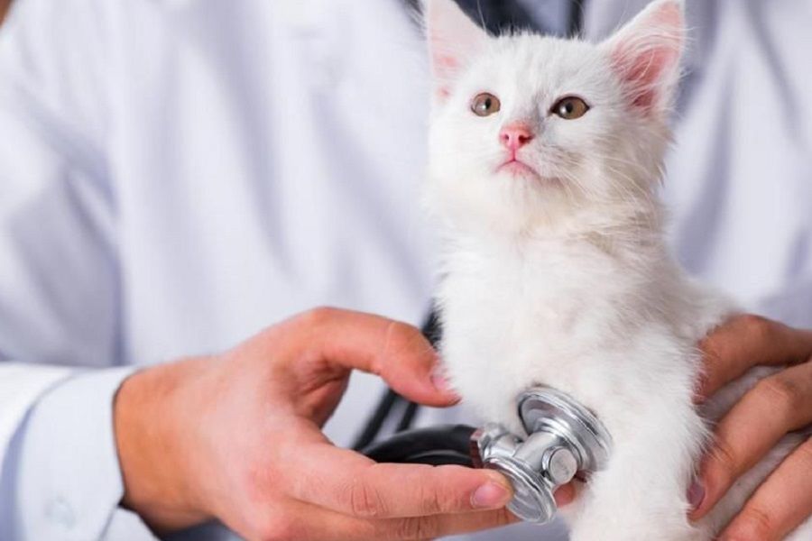 Kedi Sağlığı ve Dikkat Edilmesi Gereken Husular