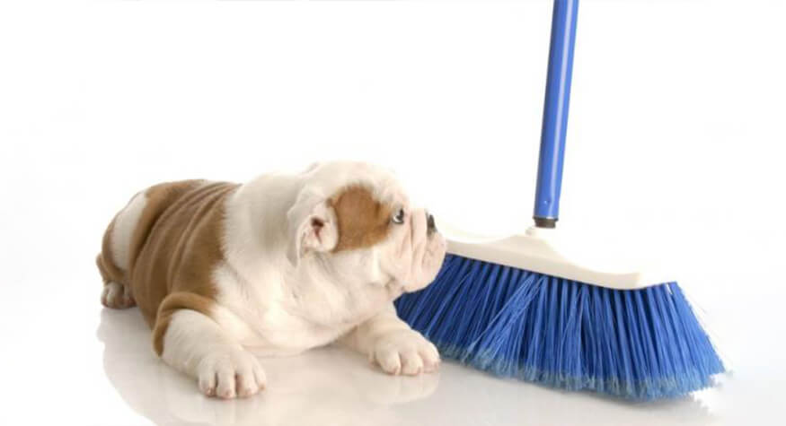 Köpek Bakımında Ev Temizliği